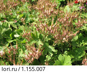 Плоды герани крупнокорневищной или балканской (Geranium macrorrhizum), сем. Гераниевые. Стоковое фото, фотограф Заноза-Ру / Фотобанк Лори