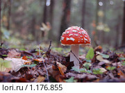 Мухомор в лесу. Стоковое фото, фотограф Елена Ильина / Фотобанк Лори