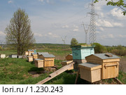 Пасека (2009 год). Стоковое фото, фотограф Ярослава Синицына / Фотобанк Лори