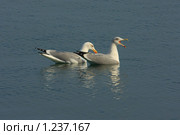 Чайки. Ивуар, Верхний Савой, Франция (2009 год). Стоковое фото, фотограф Владимир Трифонов / Фотобанк Лори