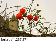 Алые розы войны. Ивуар, Верхний Савой, Франция (2009 год). Стоковое фото, фотограф Владимир Трифонов / Фотобанк Лори