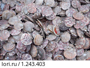 Фон из морского гребешка. Стоковое фото, фотограф Ирина Игумнова / Фотобанк Лори