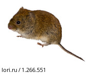 Полевка рыжая, Clethrionomys glareolus, Bank Vole. Стоковое фото, фотограф Василий Вишневский / Фотобанк Лори