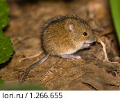 Малыш. Мышь полевая, Apodemus agrarius, Striped Field Mouse. Стоковое фото, фотограф Василий Вишневский / Фотобанк Лори