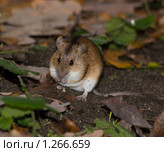 Мышь полевая, Apodemus agrarius, Striped Field Mouse. Стоковое фото, фотограф Василий Вишневский / Фотобанк Лори