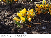 Желтые крокусы весной. Стоковое фото, фотограф Ирина Золина / Фотобанк Лори
