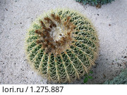 Эхинокактус Грусона (Echinocactus Grusonii) Стоковое фото, фотограф Наталья Волкова / Фотобанк Лори