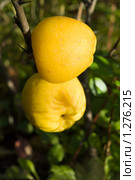 Айва японская (Chaenomeles) Стоковое фото, фотограф Лидия Ракчеева / Фотобанк Лори