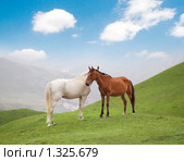 Две лошади в горах. Стоковое фото, фотограф Elnur / Фотобанк Лори