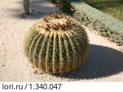 Эхинокактус Грусона (Echinocactus Grusonii) Стоковое фото, фотограф Наталья Волкова / Фотобанк Лори