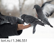 Голубь на ладони. Стоковое фото, фотограф Andrey M / Фотобанк Лори