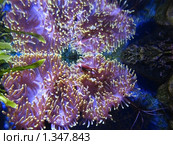 Актиния (морская анемона (actinia, sea anemona) Стоковое фото, фотограф ИВА Афонская / Фотобанк Лори