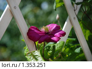 Фиолетовый клематис. Стоковое фото, фотограф lana1501 / Фотобанк Лори