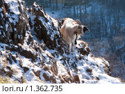 Козы на обрыве. Стоковое фото, фотограф Константин Мартынов / Фотобанк Лори
