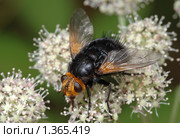 Большая ежемуха (Tachina grossa) Стоковое фото, фотограф Владимир Блинов / Фотобанк Лори