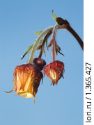 Цветок гравилата (Geum) Стоковое фото, фотограф Владимир Блинов / Фотобанк Лори
