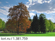 Клён остролистный, или Клён платановидный, или Клён платанолистный (Acer platanoides) садовая форма с бурыми листьями Шведлера (Schwedleri) в Главном ботаническом саду РАН (2009 год). Стоковое фото, фотограф Алёшина Оксана / Фотобанк Лори