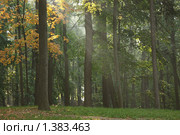 Луч солнца ранним утром в осеннем лесу. Стоковое фото, фотограф Delice / Фотобанк Лори