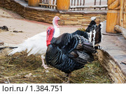 Индюки. Стоковое фото, фотограф Александр Щепин / Фотобанк Лори