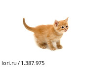 Месячный котенок. Стоковое фото, фотограф Евгений Дубинчук / Фотобанк Лори