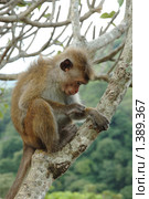 Обезьяна - боннет или индийский макак (Macaca radiata) Стоковое фото, фотограф крижевская юлия валерьевна / Фотобанк Лори