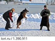 На дрессировочной площадке (2010 год). Редакционное фото, фотограф Андрей Стогов / Фотобанк Лори