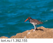 Обыкнове́нный кули́к-соро́ка (лат. Haematopus ostralegus) Стоковое фото, фотограф Ирина Кожемякина / Фотобанк Лори