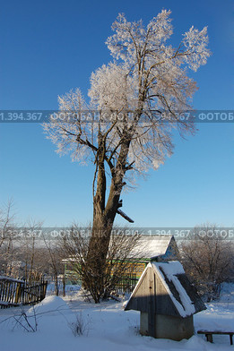 Роскошная липа в инее. Стоковое фото, фотограф Никонор Дифотин / Фотобанк Лори