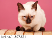 Хмурый сиамский кот. Стоковое фото, фотограф Александр Егорин / Фотобанк Лори