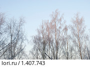 Заиндевевшие кроны деревьев. Стоковое фото, фотограф Александр Щепин / Фотобанк Лори