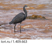 Чёрная цапля (Egretta ardesiaca) Стоковое фото, фотограф Коротнев Виктор Георгиевич / Фотобанк Лори