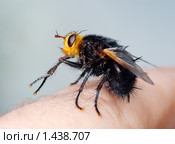 Большая ежемуха (Tachina grossa) сидит на моем пальце. Стоковое фото, фотограф Владимир Блинов / Фотобанк Лори