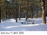 Скамейка в зимнем сосновом бору (2010 год). Стоковое фото, фотограф Татьяна Добровольская / Фотобанк Лори