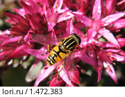 Ильница сходная (Heliophilus affinis), муха из семейства журчалок (Syrphidae), на цветах седума или очитка (Sedum), сем. Толстянковые. Стоковое фото, фотограф Заноза-Ру / Фотобанк Лори