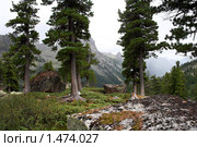 Долина утюгов. Природный парк Ергаки, Западные Саяны, Хакасия. (2008 год). Редакционное фото, фотограф Воу-воу-воу пам-па-рам / Фотобанк Лори