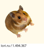 Хомяк сирийский, хомячок, Golden, Syrian Hamster, Goldhamster, Mesocricetus auratus. Стоковое фото, фотограф Василий Вишневский / Фотобанк Лори