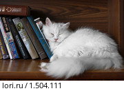 Кошка спит на книжной полке (2010 год). Редакционное фото, фотограф Irina Opachevsky / Фотобанк Лори