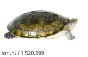 Красноухая черепаха (лат. Trachemys scripta) - вид сбоку. Стоковое фото, фотограф Ирина Кожемякина / Фотобанк Лори