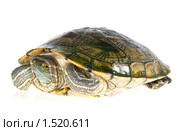 Красноухая черепаха (лат. Trachemys scripta). Стоковое фото, фотограф Ирина Кожемякина / Фотобанк Лори