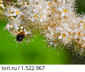 Рябинник рябинолистный (Sorbaria sorbifolia) и шмель. Стоковое фото, фотограф Алёшина Оксана / Фотобанк Лори
