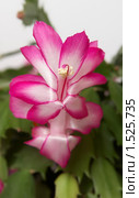 Цветок декабриста (zygocactus truncatus) Стоковое фото, фотограф Татьяна Макотра / Фотобанк Лори