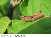 Кобылка  (Orthoptera) Стоковое фото, фотограф Алёшина Оксана / Фотобанк Лори