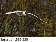 Полет чайки. Стоковое фото, фотограф Сергей Уланенков / Фотобанк Лори