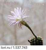 Цветок кактуса Echinopsis hybrid. Стоковое фото, фотограф Галина Хорошман / Фотобанк Лори