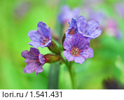 Медуница неясная цветет (Pulmonaria obskura) Стоковое фото, фотограф Алёшина Оксана / Фотобанк Лори