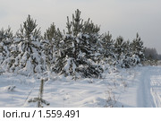 Сосенки зимой. Стоковое фото, фотограф Аврам / Фотобанк Лори