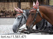 Карловы Вары. Лошади (2008 год). Стоковое фото, фотограф Юрий Синицын / Фотобанк Лори