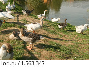 Гуси у пруда. Стоковое фото, фотограф Щеголева Ольга / Фотобанк Лори