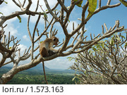 Обезьяна - боннет или индийский макак (Macaca radiata) в тропическом лесу Шри Ланки. Стоковое фото, фотограф крижевская юлия валерьевна / Фотобанк Лори