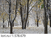 Зимний лес. Стоковое фото, фотограф Сергей Уланенков / Фотобанк Лори